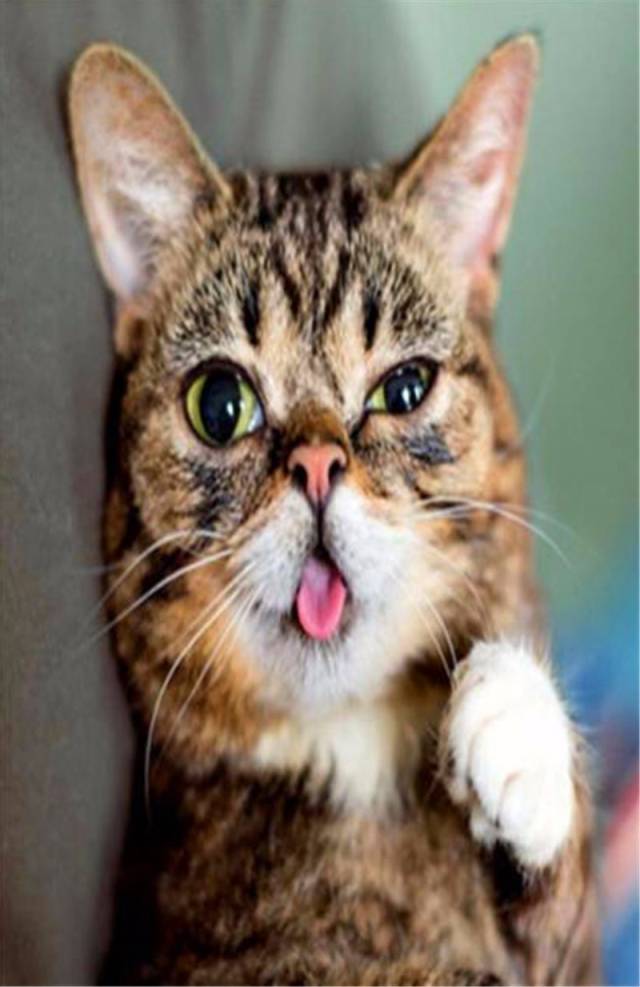 猫咪因为天生的缺陷不得不吐舌,却是因为吐舌而瞬间火了!