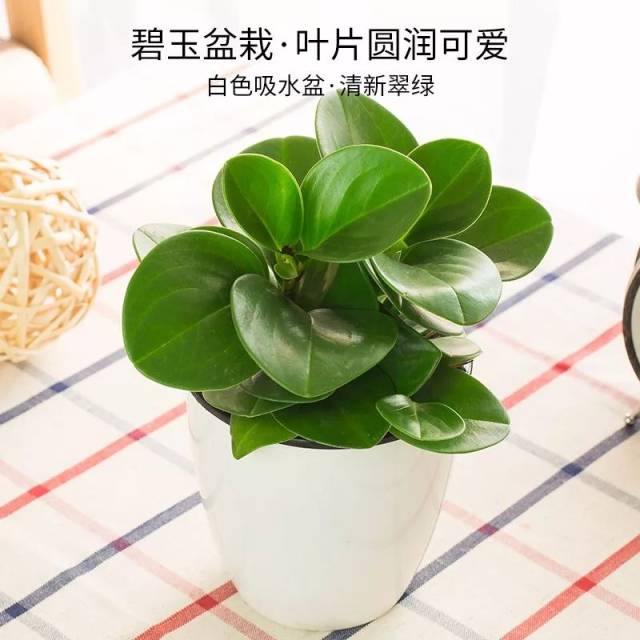 这15种花,净化空气除甲醛,养10盆都不嫌多!