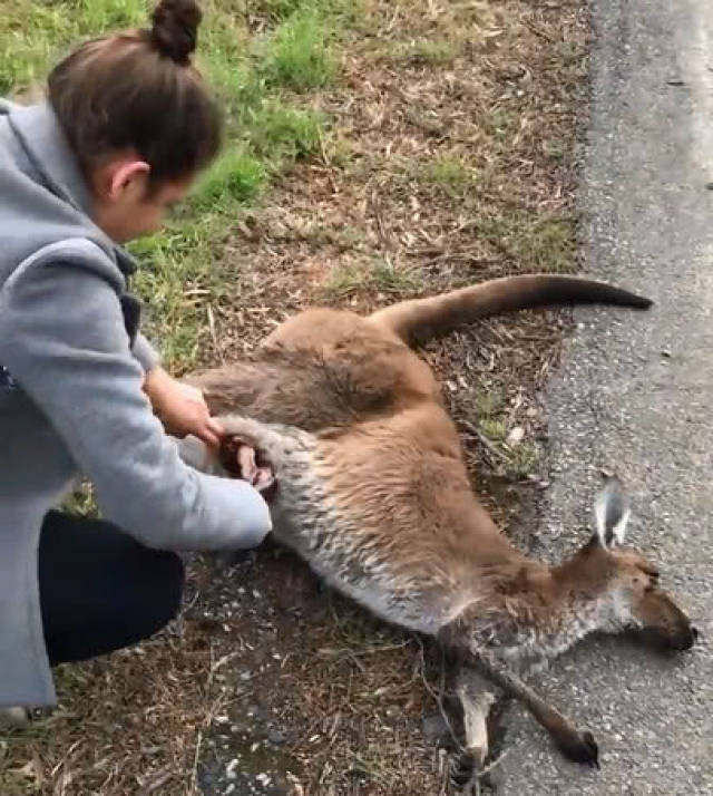 袋鼠妈妈车祸身亡,死前却牢牢护住育儿袋,小袋鼠最终安然无恙