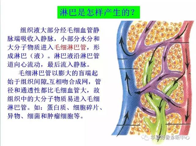 全身淋巴系统的精细解剖