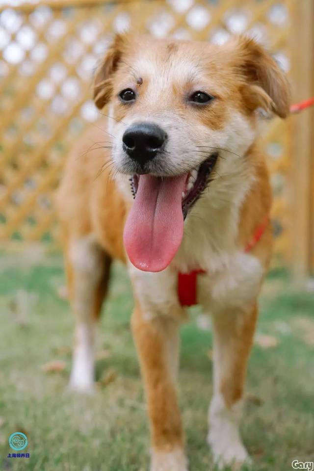 上海宠物领养日万圣节专场|待领养宠物开始招