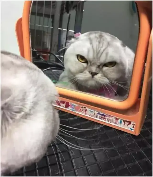 猫咪:可怜我这一世英俊的容貌啊,为啥现在感觉变成了一个大秃头!