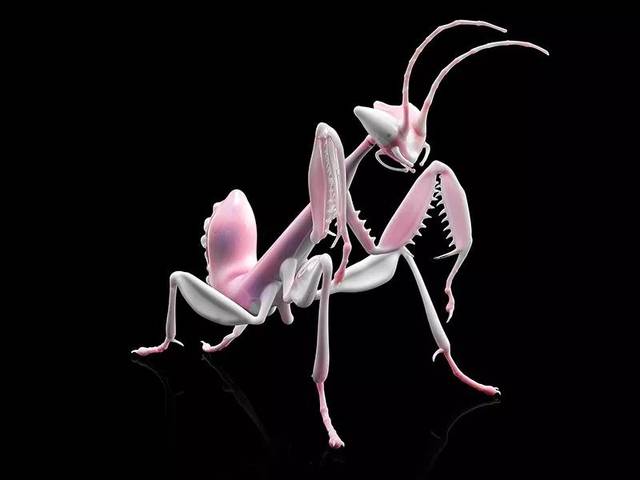 orchid mantis   2014