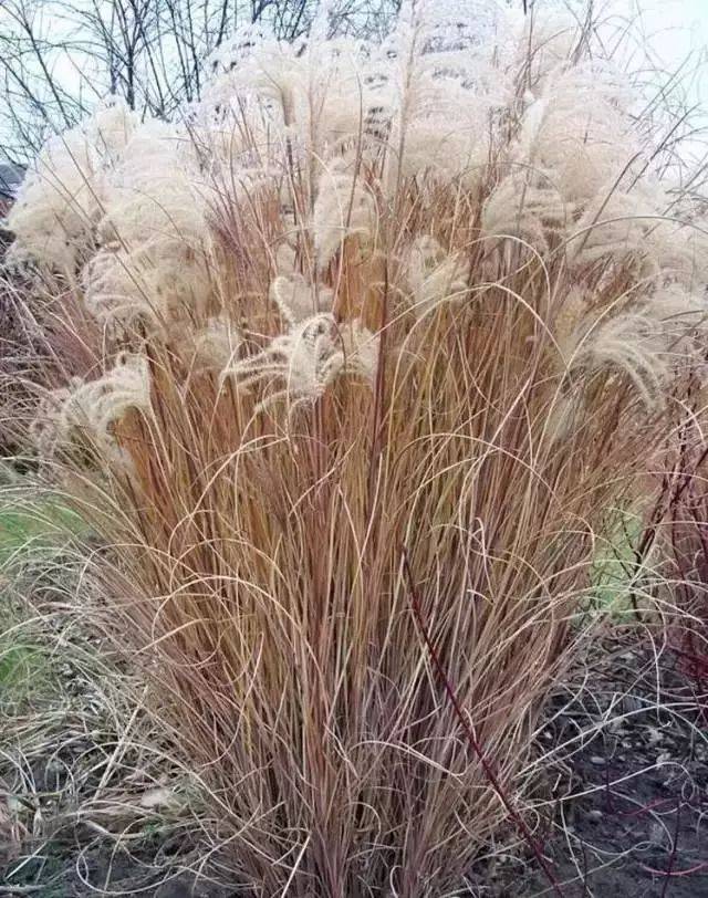 芒草,芒草,傻傻分不清楚!
