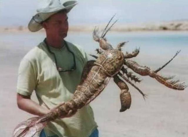 2,海蝎子:地球上目前已知的最大的节肢动物,不过目前已经灭绝,图中
