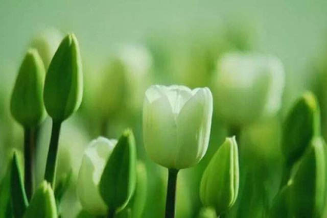 火命人最适合养什么颜色的花