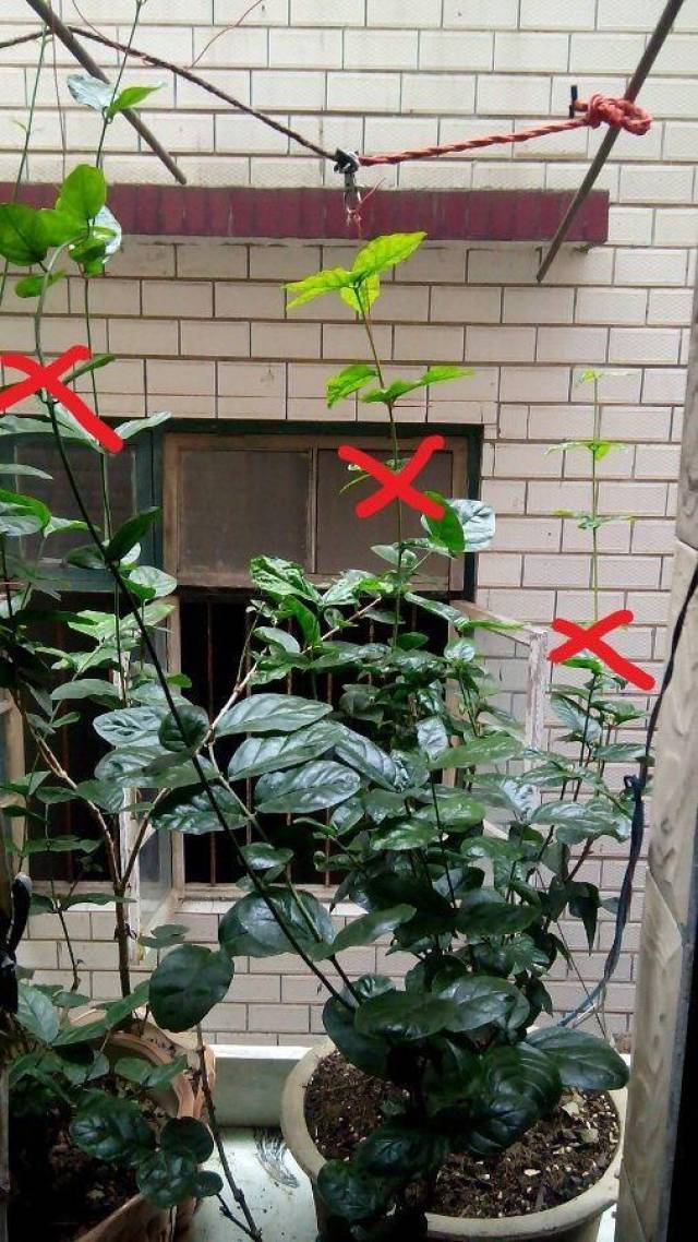1, 月季,茉莉,栀子,桂花要轻剪,枝不能剪,只剪 弱枝,病枝,徒长枝.