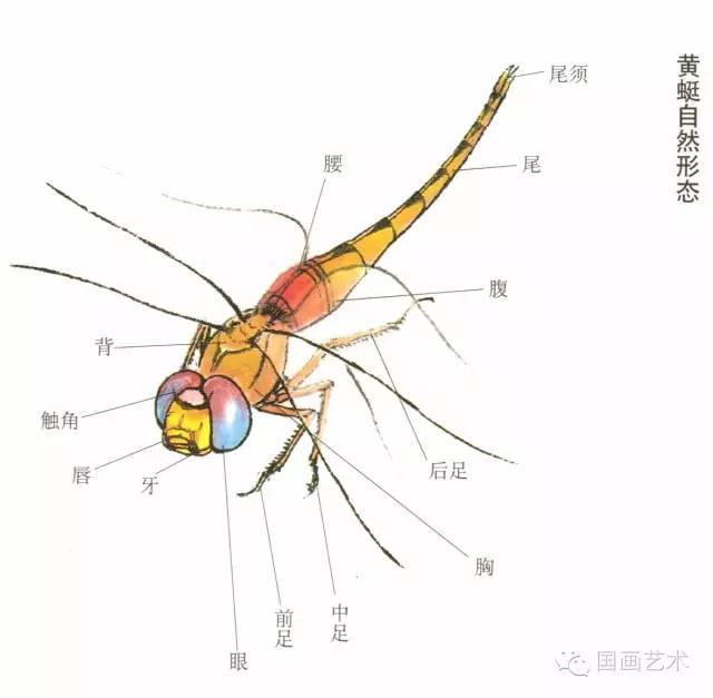 蜻蜓的四翅最美,也最难画,自然形态的主筋纹显得细碎.