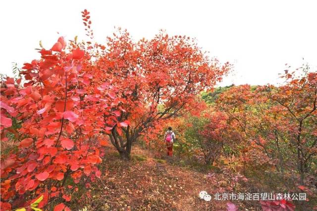 百望山红叶节播报:重阳登高赏红叶