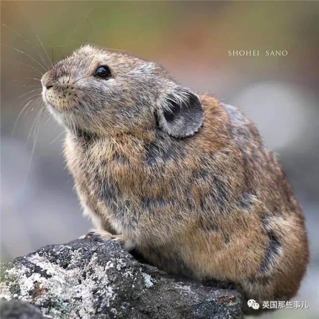 小动物冬天也会变肥?人家只是穿个貂儿,不像你们胖了就是真胖