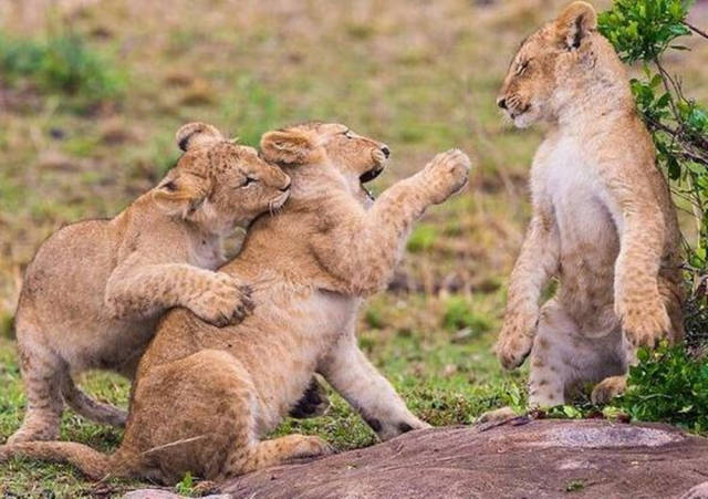 狮子家有三只小狮子,平时三小只在一起没事的时候就爱打打闹闹