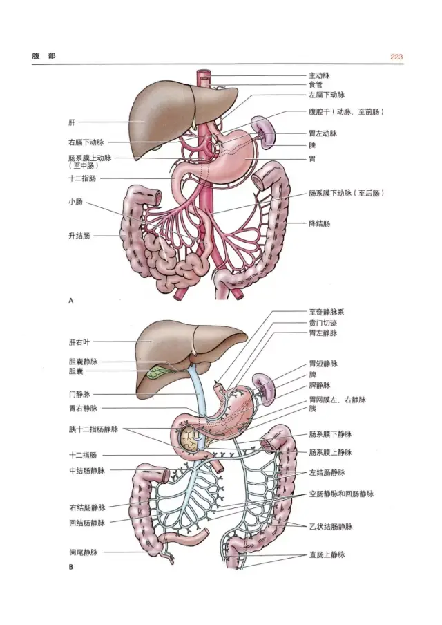 《临床应用解剖学》高清版 《人体解剖彩色图谱》高清