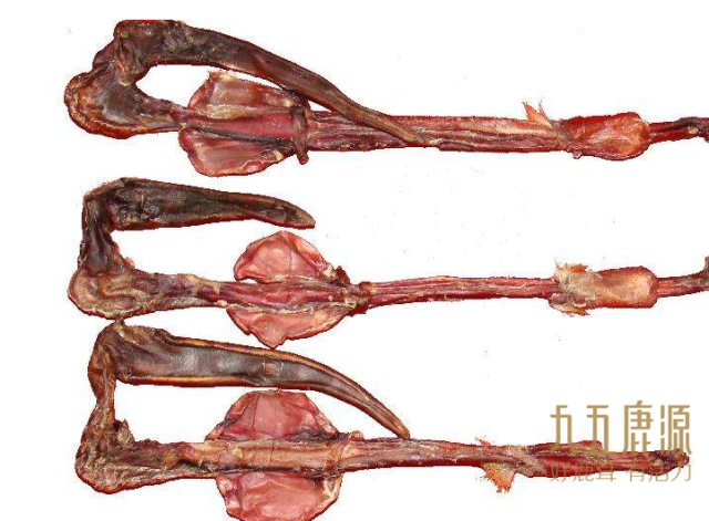 2.马鹿鞭的特点