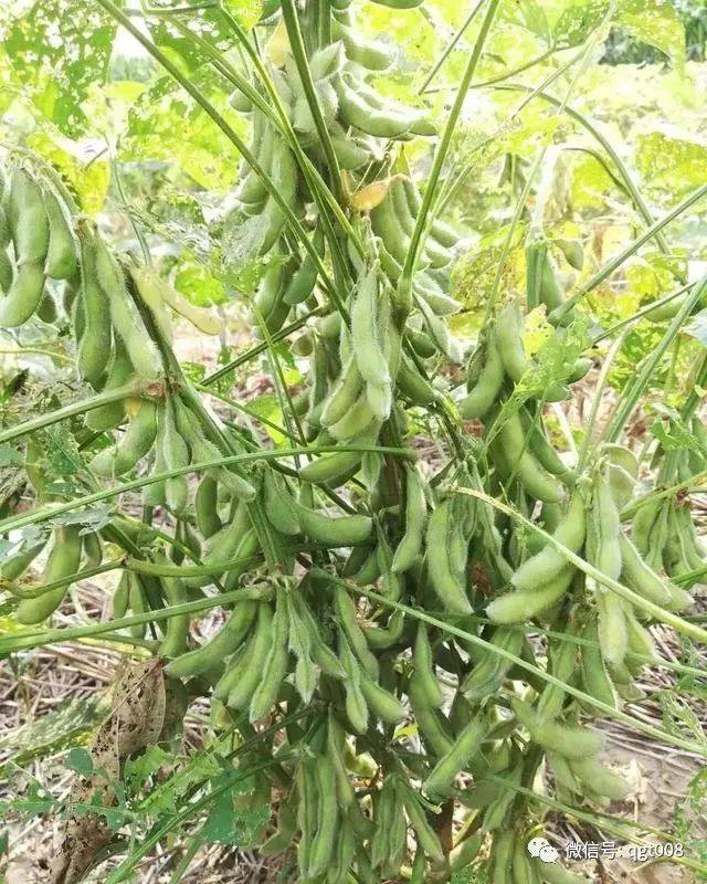 大豆有荚没籽!这又是什么因素在作妖?