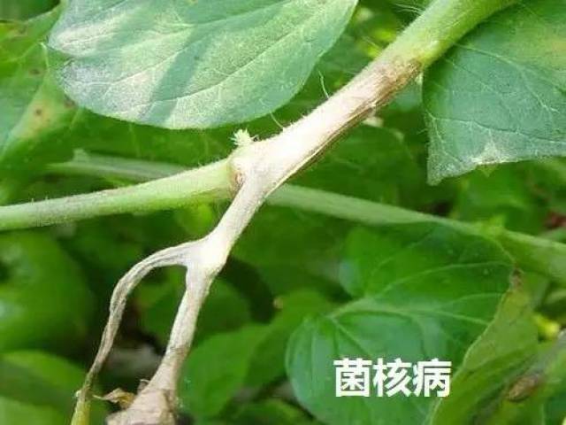 (1)表面生白色绢状菌丝体及菜籽状菌核——白绢病