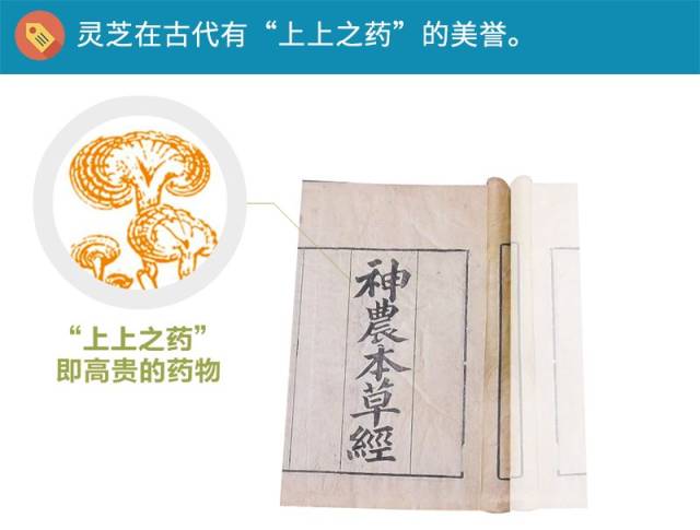 《神农本草经》把灵芝列为"上上之药", 即高贵的药物,并且无副作用