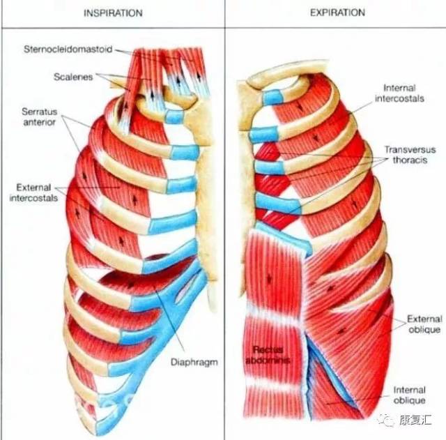 【康复干货】你有练过"呼吸肌"吗?
