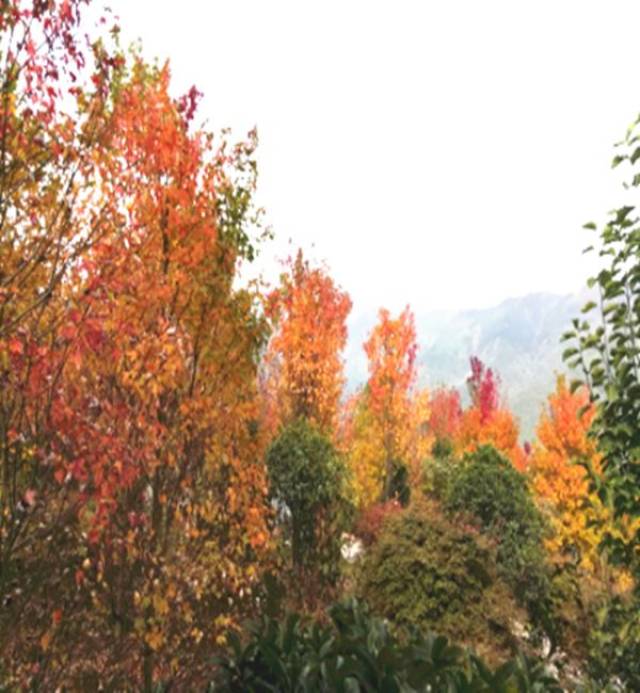 什邡市 川西红枫岭景区