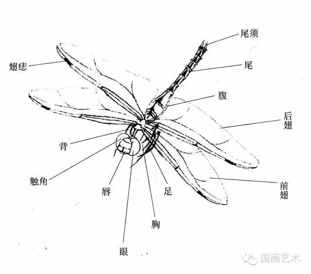 蜻蜓的各种生理图示,蜻蜓虽然品种繁多,但大部分的基本相似.