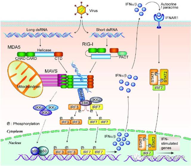 rig-i(retinoic acid-inducible gene i:视黄酸诱导基因.