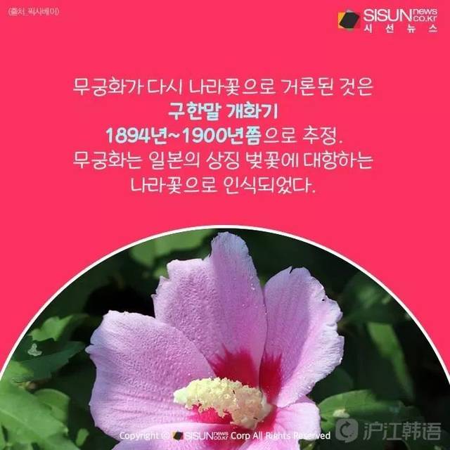 木槿花居然不是韩国的国花?