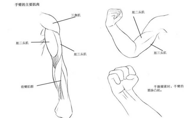 怎么画手臂?人物上肢结构及画法详解,告别僵硬!