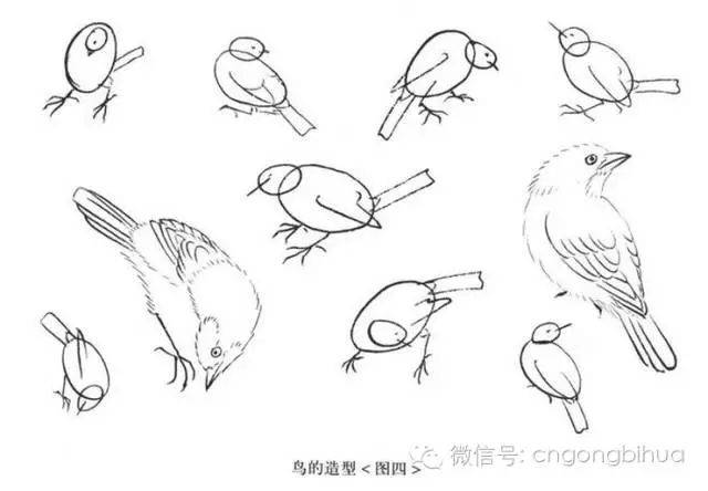 工笔飞禽的画法介绍及练习线描