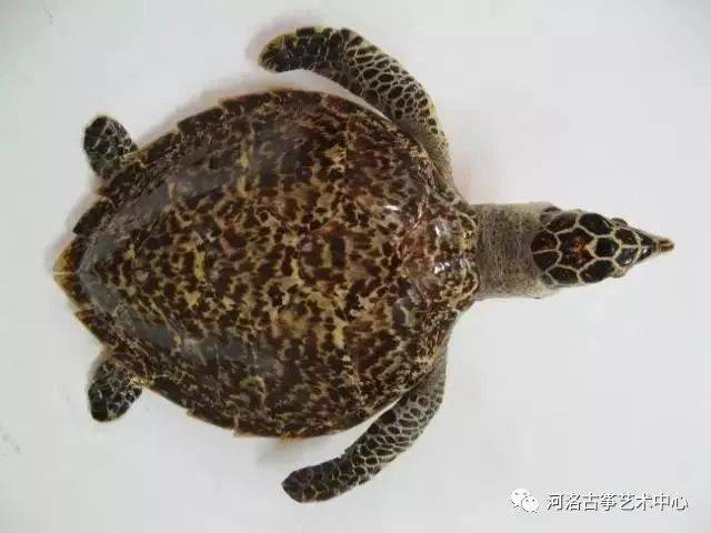 海南的一种珍贵海龟:玳瑁
