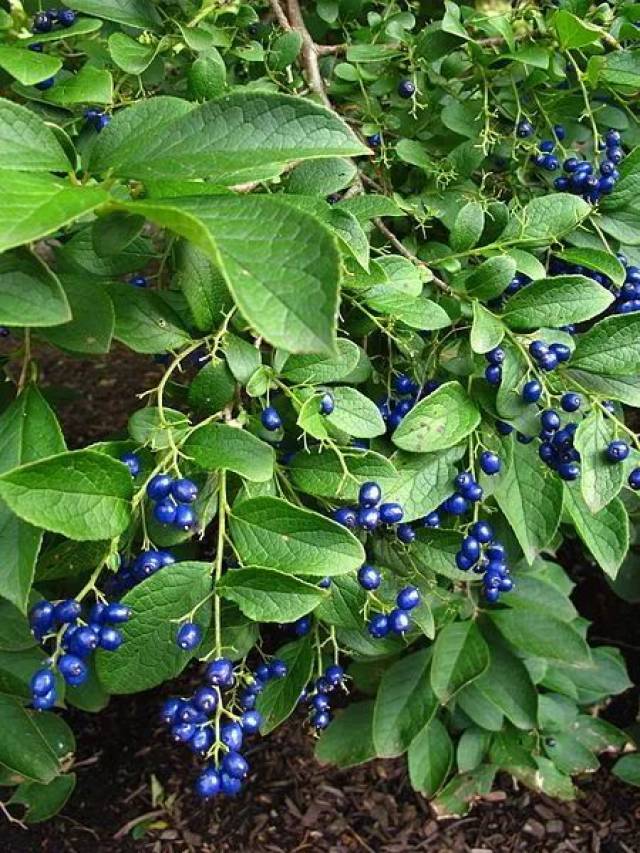 flickr 檀香科植物很多都是 寄生或半寄生的,檀香属就是一个典型