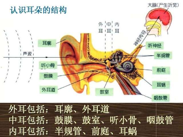 4.耳的结构和功能