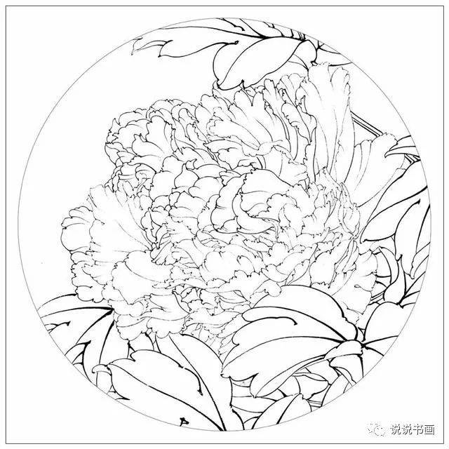 最后给大家附上一组 干货! 牡丹白描及着色过程图及牡丹白描图