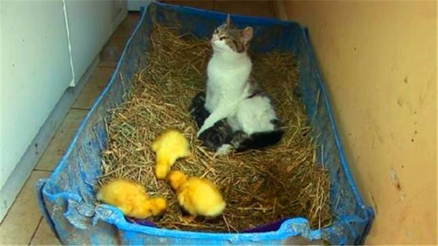 白天的时候小猫咪看着小黄鸭在自己窝里玩耍,猫咪此时的心里很是开心