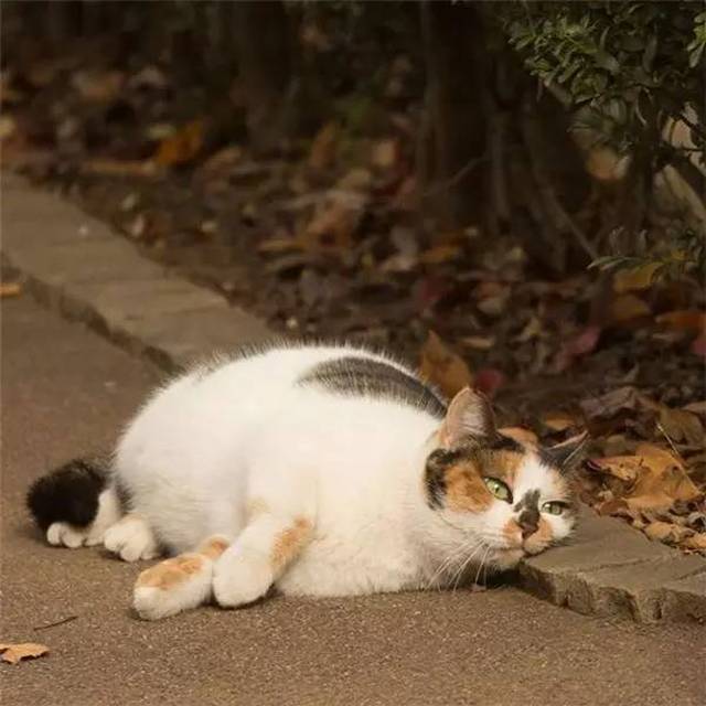 日本大叔镜头下的流浪猫,太治愈了,净化心灵!这就是岁月静好吧!