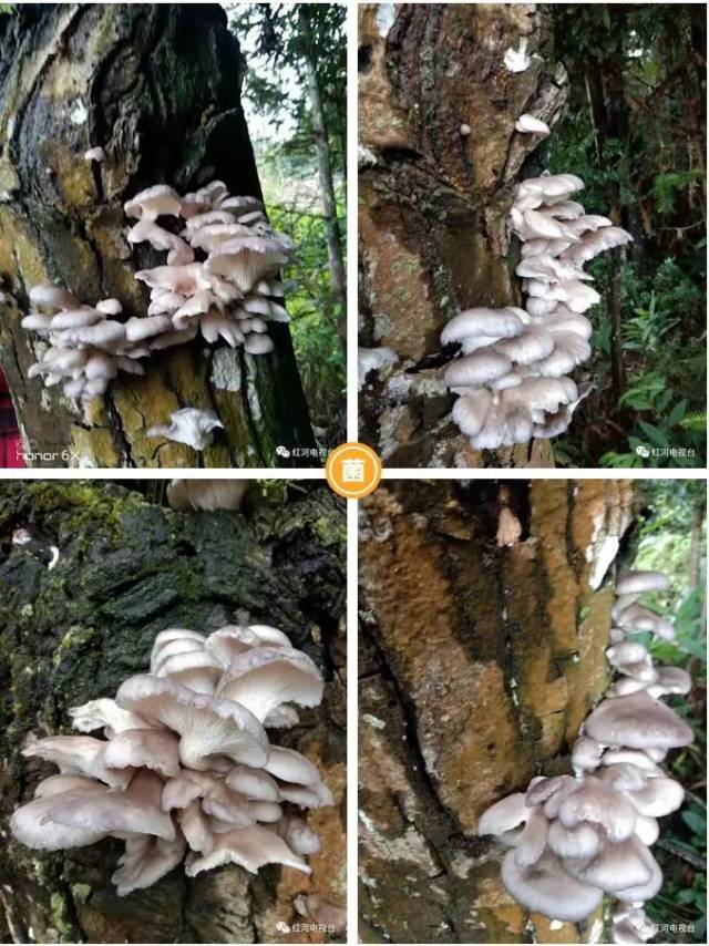 发现一棵枯死的核桃树上长满了跟人工菌一模一样的菌类>>