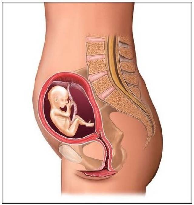 怀孕三个月孕妇肚子变化 怀孕4个月(停经17周),子宫底部位于脐与耻骨