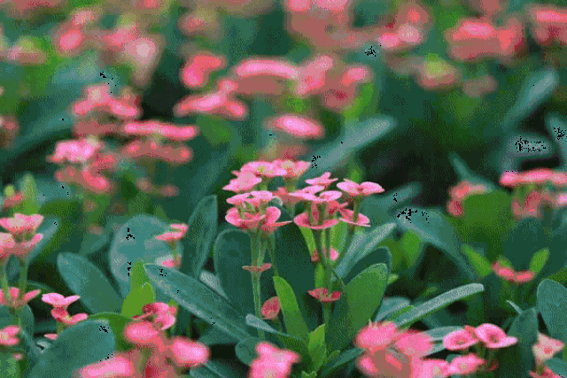 旺林: