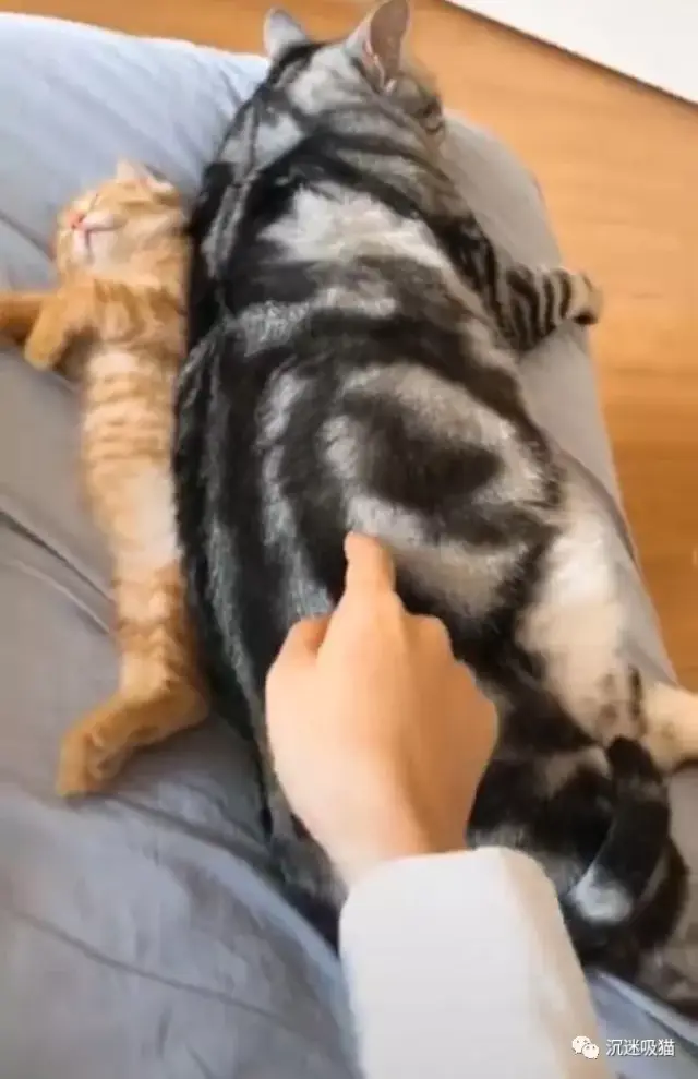 沉迷吸猫:橘猫被15斤的肥美短压住,胖猫:怪我咯?