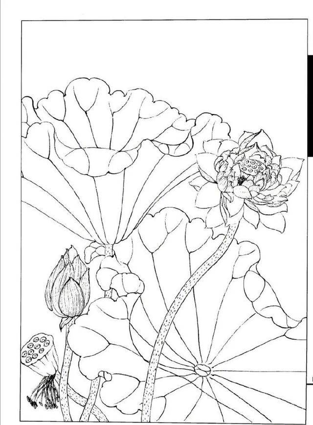 工笔画线描荷花,适合绘画初学者学习!