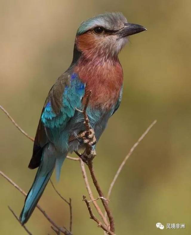 紫胸佛法僧:禅意十足的肯尼亚国鸟