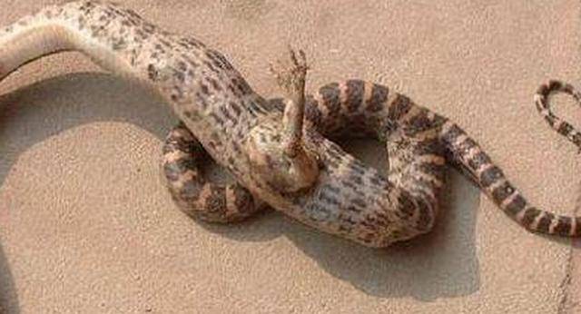 女子在家门口发现长脚蛇,仔细观察后,女子快速扯下蛇腿