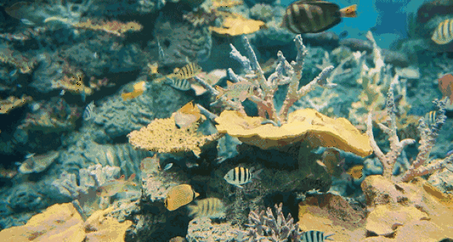 壁纸 海底 海底世界 海洋馆 水族馆 桌面 560_299 gif 动态图 动图