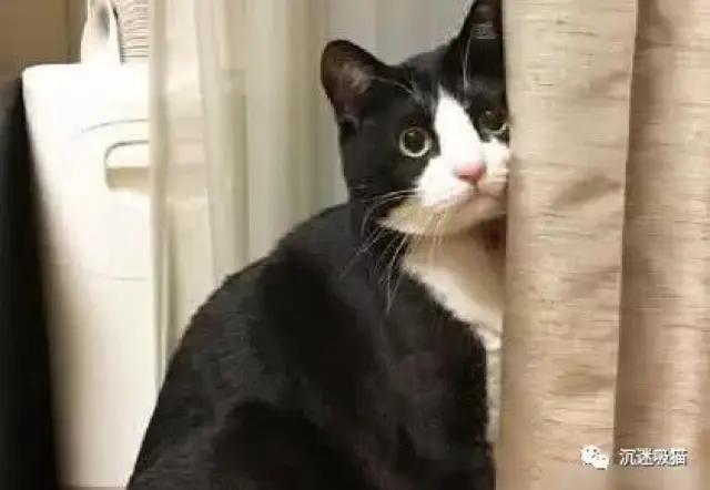 一哭二闹三跳楼,猫咪犯错被铲屎官骂,捶胸顿足嚎啕大哭,演技高超堪比