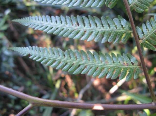 这草是植物中的"金毛狗",农村的止血药,很珍贵,现在很