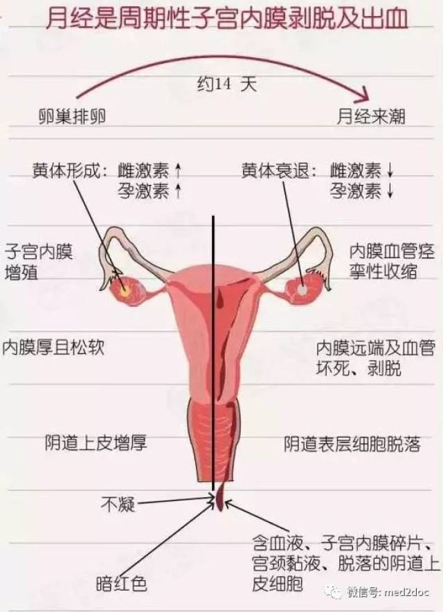 一图看懂月经的原理