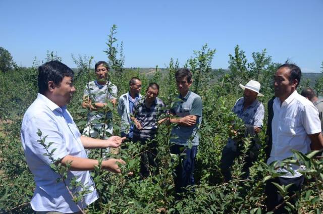 陕西中医药大学产学研结合 探求中医药扶贫新效应