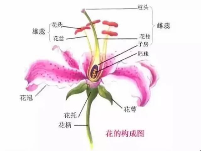 一朵完整的花包括了六个基本构成部分