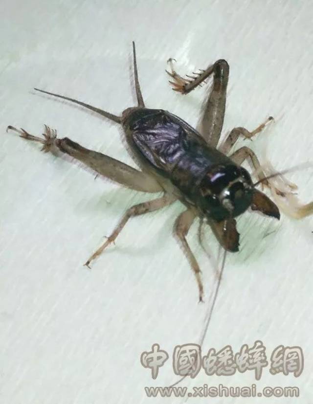 壁纸 昆虫 桌面 620_800 竖版 竖屏 手机