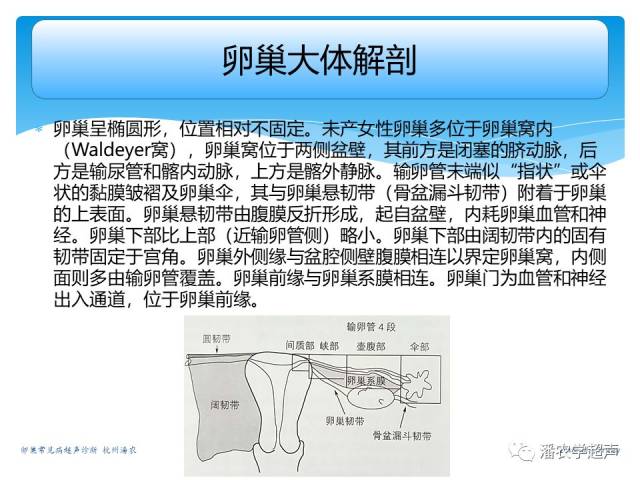 【超声微课堂】卵巢常见病超声诊断思路:大体解剖和超声检查