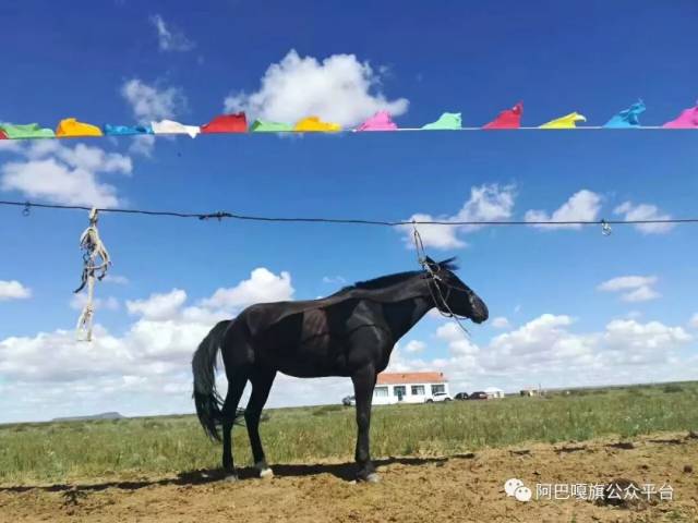 阿巴嘎旗加快发展黑马产业打造本土一流品牌