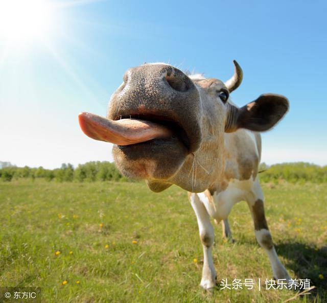 牛老是吐舌到底咋回事?养牛户可考虑4个原因!